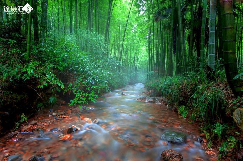 逃离野丛之森